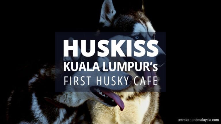 Huskiss Cafe: Sip, Snack, and Snuggle with Siberian Huskies