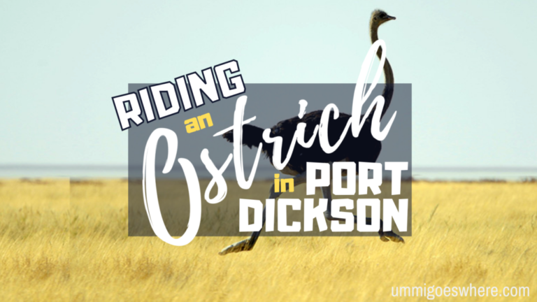 Ostrich farm in Port Dickson | Ummi Around Malaysia