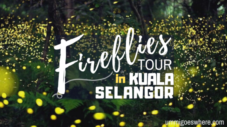 Watching fireflies in Kuala Selangor | Ummi Around Malaysia