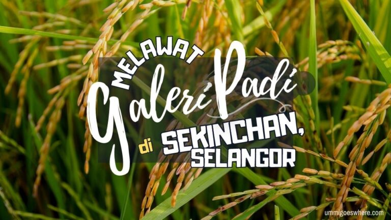 Melawat Galeri Padi, Sekinchan – Belajar Cara Beras Dihasilkan