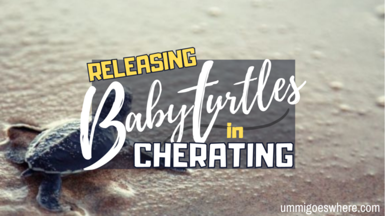 Releasing Baby Turtles into the Sea in Cherating – Conservation in Action