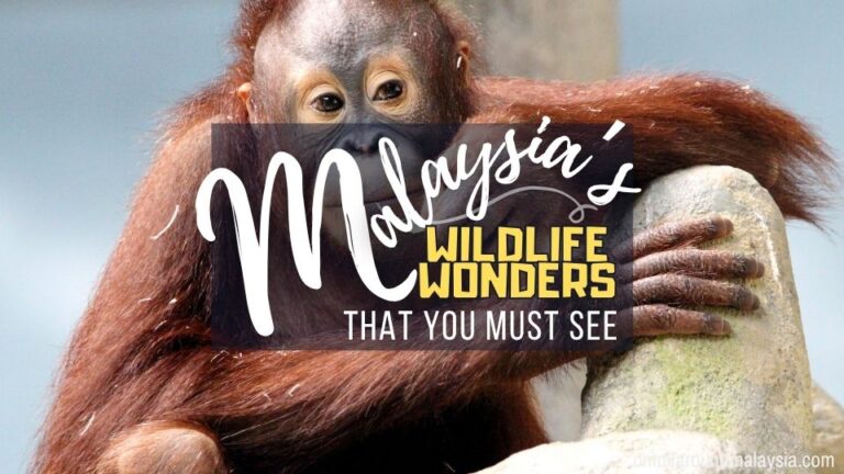 10 Unique Wildlife Species You Can Find in Malaysia