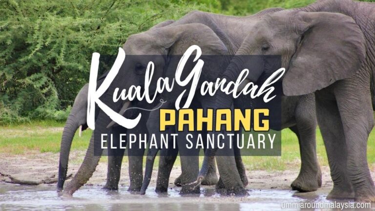 Kuala Gandah Elephant Sanctuary 2025 Guide: What to Expect