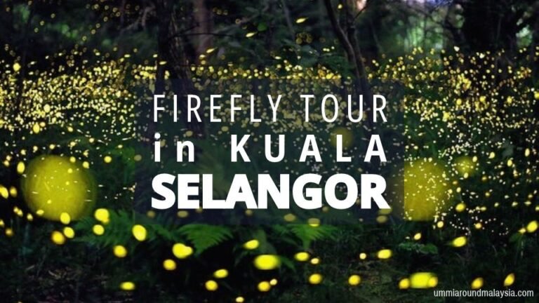Watching Fireflies in Kuala Selangor: Nature’s Magical Light Show
