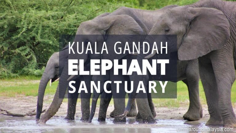 Kuala Gandah Elephant Sanctuary 2026 Guide: What to Expect