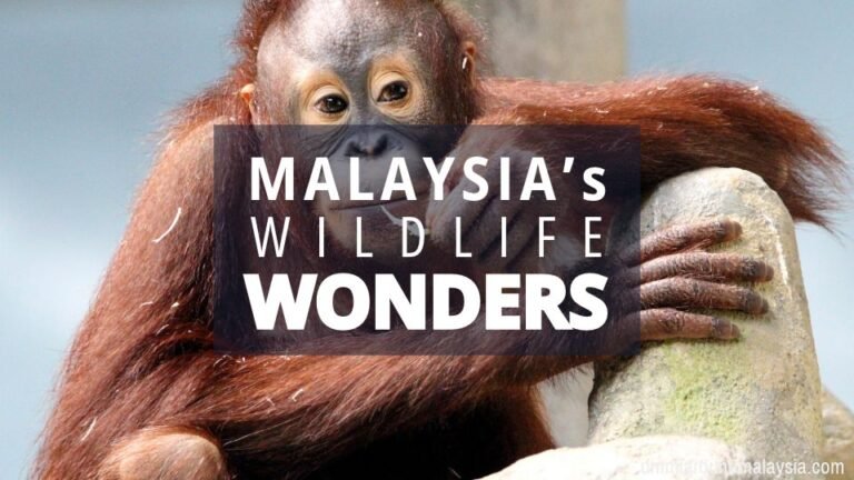 10 Unique Wildlife Species You Can Find in Malaysia