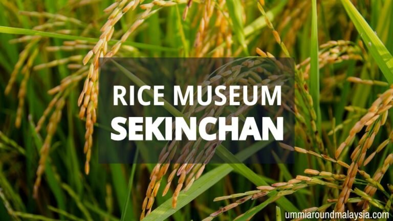 Rice Museum, Sekinchan – Learning How Malaysia’s Staple Food is Produced